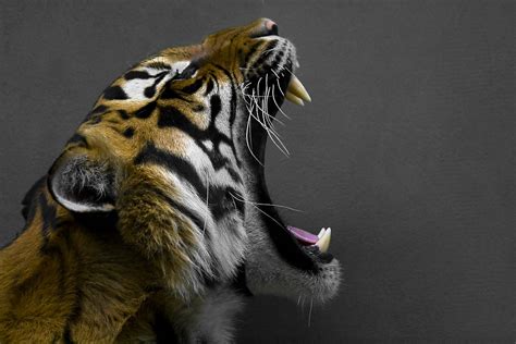 Photo of Bengal tiger roaring HD wallpaper | Wallpaper Flare