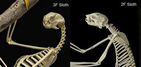 What is the skeleton of a Sloth like? What are their claws made of? | SloCo