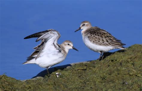 Spectacular Shorebirds - Leslie Abram Photography