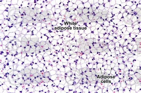 Rat. Unilocular adipose tissue. Transverse section. 125X - Unilocular ...