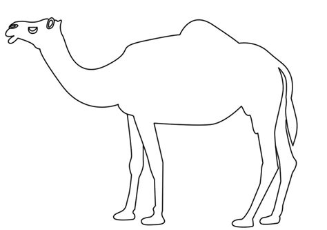 Easy Drawing Of Desert Animals - Drawing.rjuuc.edu.np