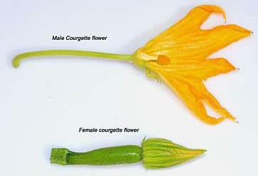 Zucchini Blossoms Male vs Female – Food and Zucchini Flower Recipes