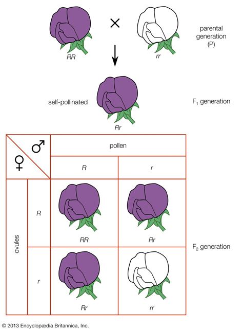 Gregor Mendel | Biography, Experiments, & Facts | Britannica