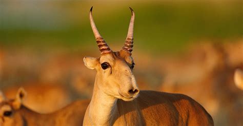 New International Conservation Actions Agreed for Saiga Antelopes ...