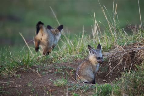 Feather Tailed Stories: Bat-eared Foxes (Africa Series)