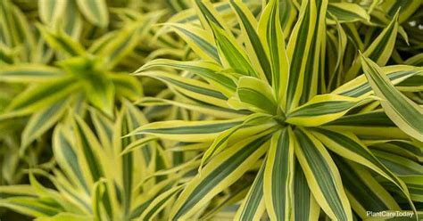 Song of India Plant Care: All About Growing Dracaena Reflexa Variegata