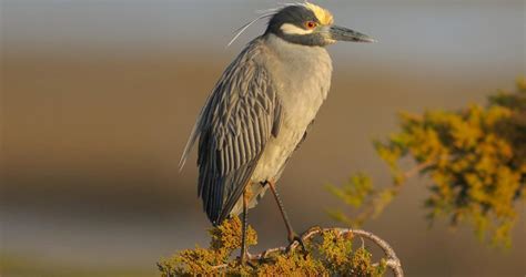 Yellow-crowned Night Heron Identification, All About Birds, Cornell Lab ...