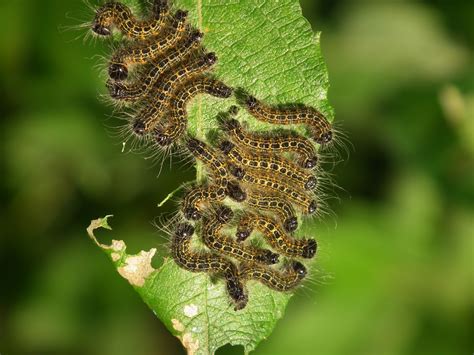 Download Pictures of Moth Caterpillars on Animal Picture Society