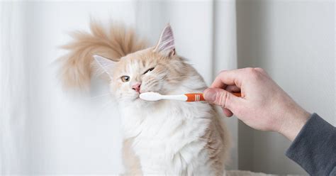 Cat Teeth Cleaning 101: What You Need To Know | Pumpkin®