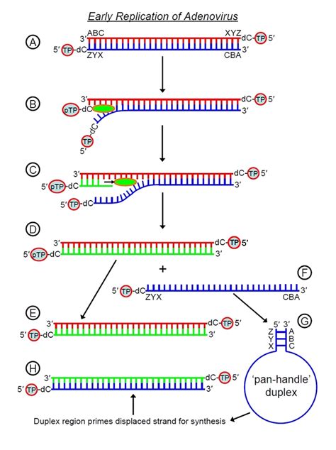 Adenovirus