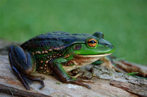 Growling grass frog - Wikipedia