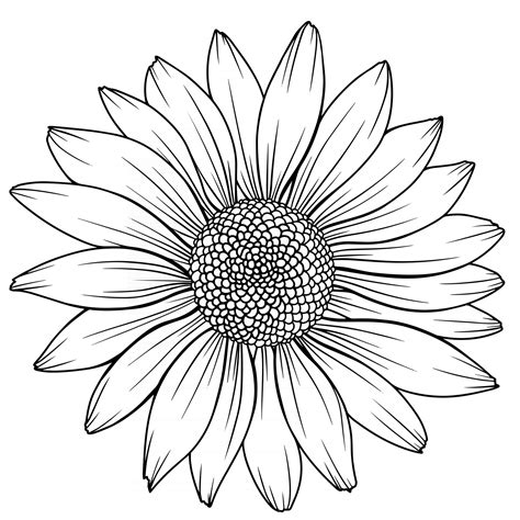 Download the Daisy Flower Outline Daisy LIne Art Line Drawing chamomile ...