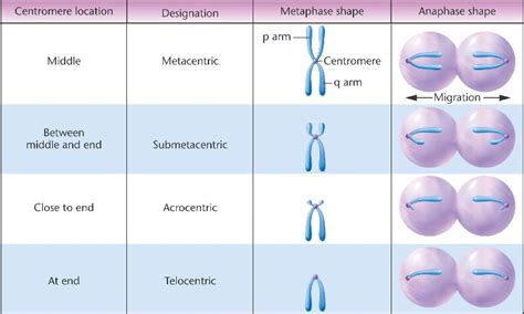 Centromere Types