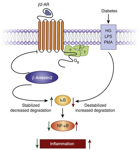 β2-adrenergic receptors in inflammation and vascular complications of ...