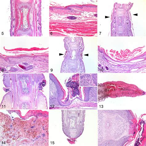 Normal tail; mouse. Note the regular profile of the tail. Figure 6 ...