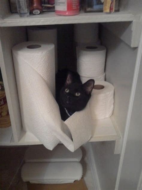 A Funny Gallery Hiding Cats