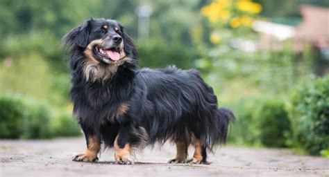 Border Collie-Dachshund mix combines best of parent breeds