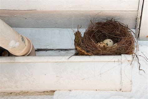 Bird Nest Removal Tips – DRYER VENT & AIR DUCT CLEANING IN OTTAWA