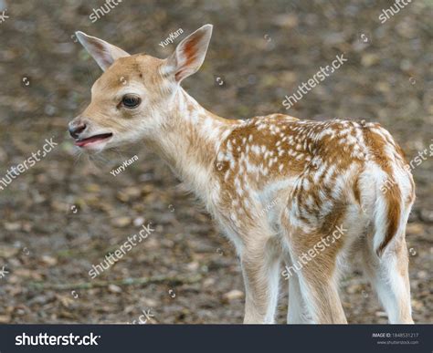 Portrait Cute Fallow Baby Deer Standing Stock Photo (Edit Now) 1848531217