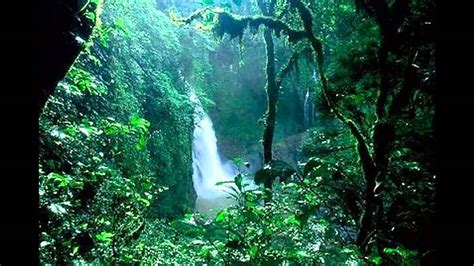 Explore The Amazon Rainforest Brazil - YouTube