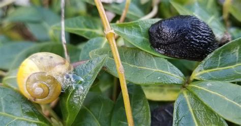 10 Natural Slug and Snail Control Methods to Save Your Plants