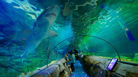 SEA LIFE Sydney Aquarium - Sydney, New South Wales Attraction | Expedia ...