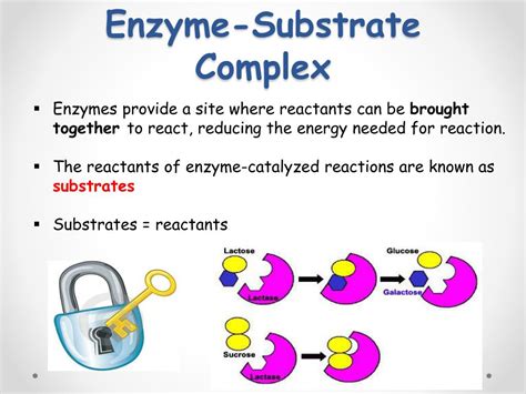 PPT - Chemical Reactions and Enzymes PowerPoint Presentation, free ...