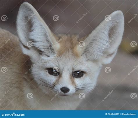 Fennec Fox stock image. Image of desert, fennec, huge - 106748895