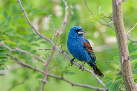 Blue Grosbeak | Sean Crane Photography