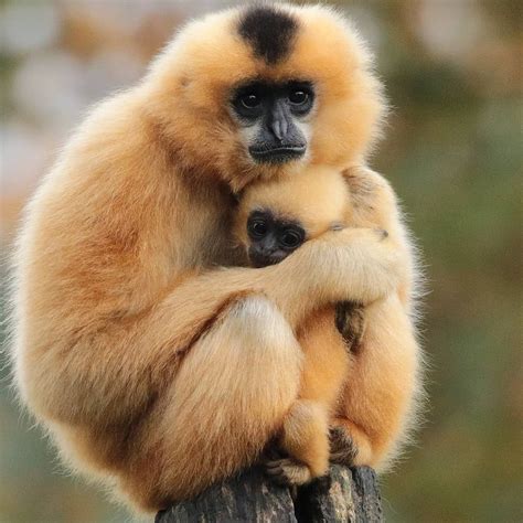 Yellow-Cheeked Gibbon in Artis Zoo