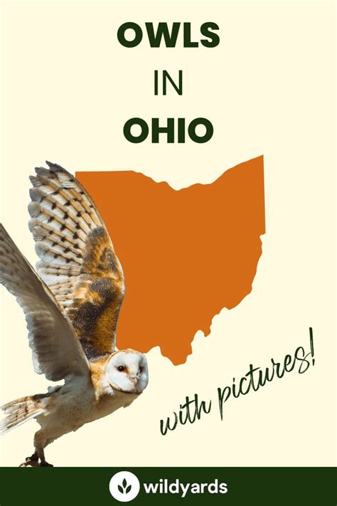 All 8 Owls in Ohio [With Sounds & Pictures]