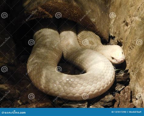 Giant White Snake Natural Habitat Stock Photo - Image of natural ...