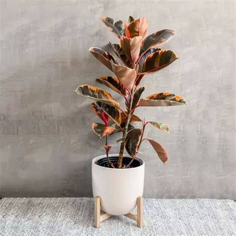 Rubber Plant Pink Variegated (Ruby) - Jiffy Plants