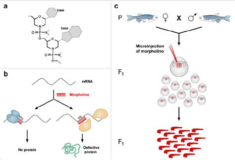 Gene knockdown by morpholino antisense nucleotide injection. a Chemical ...