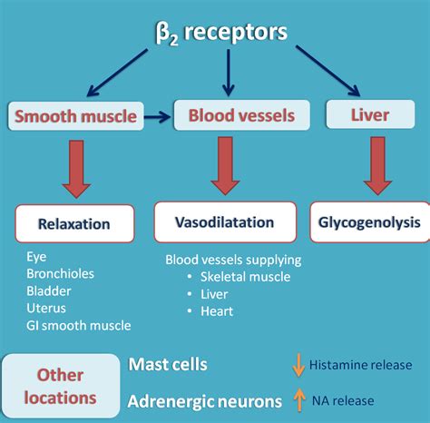 Beta adrenergic receptors