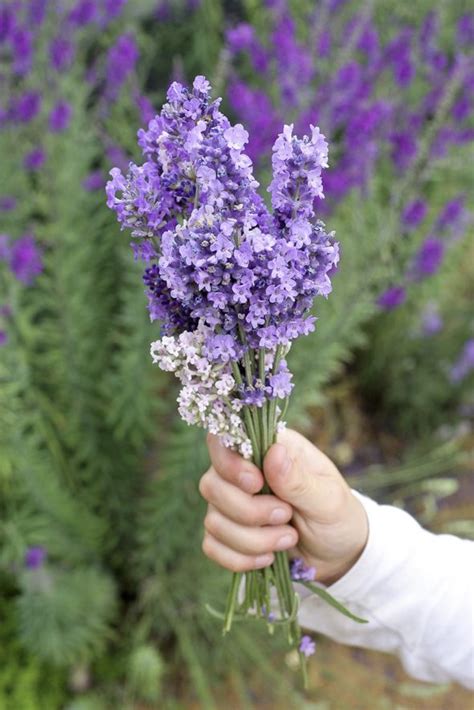 26 Lovely Culinary Lavender Varieties