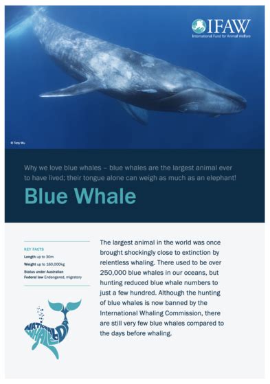 Blue Whale Pictures Facts