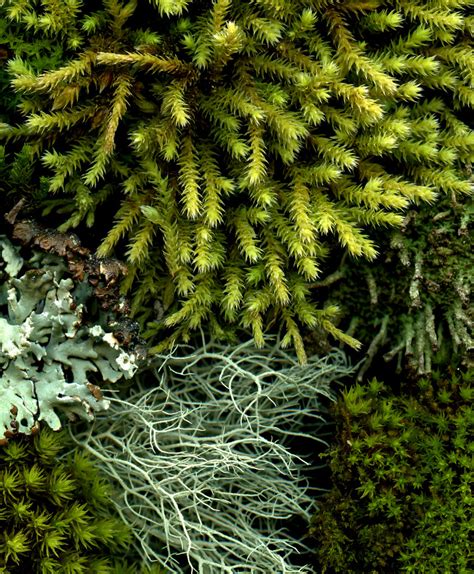 ArtPropelled | 53903 moss and lichen (by horticultural art)