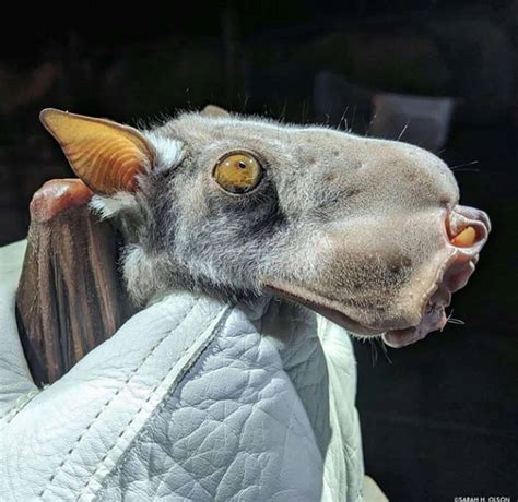 Meet the hammer-headed bat: the flying mammal with the head of a puppy