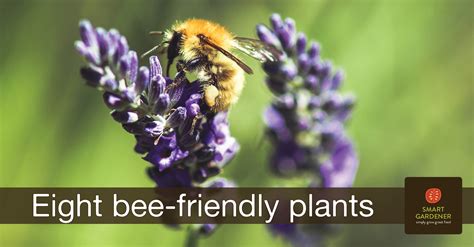 Eight bee-friendly plants for your garden - SmartGardener Blog