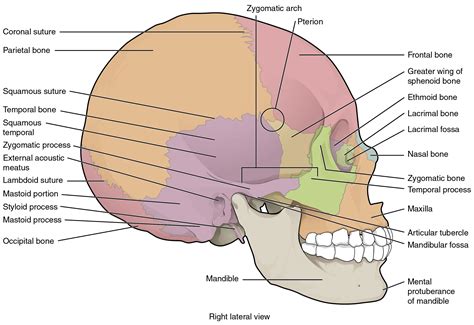 OpenStax AnatPhys fig.7.5 - Lateral View of Skull - English labels ...