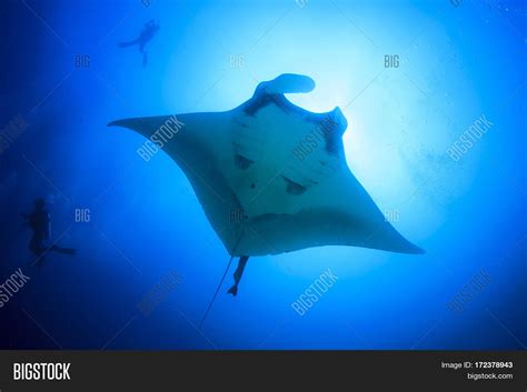 Scuba Diving Manta Ray Image & Photo (Free Trial) | Bigstock