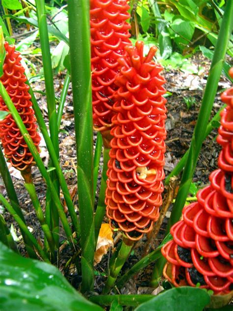 Beehive Ginger | Unusual flowers, Beautiful flowers, Strange flowers