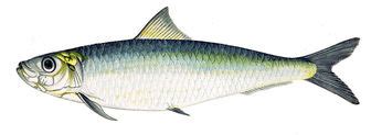 European pilchard (Sardina pilchardus) - Pictures and facts - Fish ...