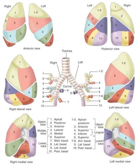 www.health-gossip.com Best image for lungs and its lobes and segments ...