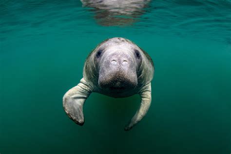 10 Fun Facts About Manatees | Discover Crystal River