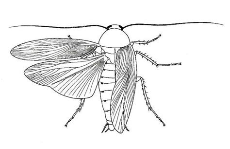 Biological drawings. Insects. Cockroach (Periplaneta americana ...