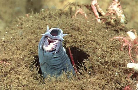 Hagfish - Description, Habitat, Image, Diet, and Interesting Facts