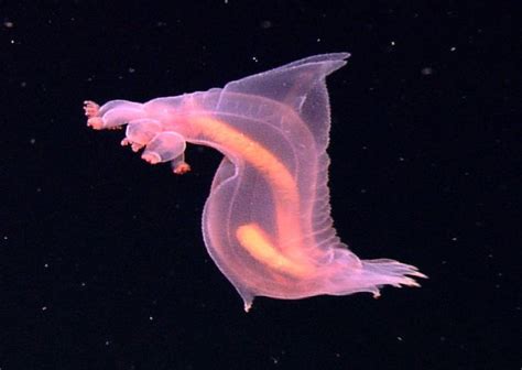 30 Cool & Weird Ocean Animals Around the World