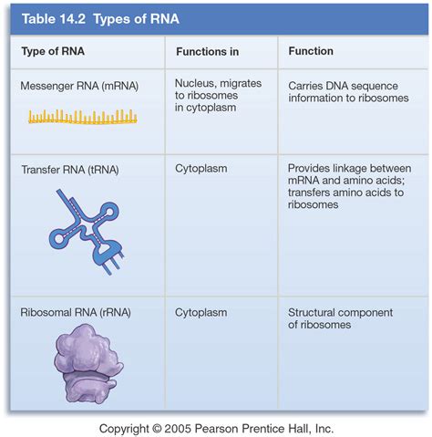 RNA and protein synthesis.pptx on emaze